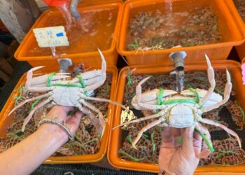 秋季品嚐萬里蟹好時節 新北市龜吼漁夫市集公開挑選鮮活螃蟹三招秘訣