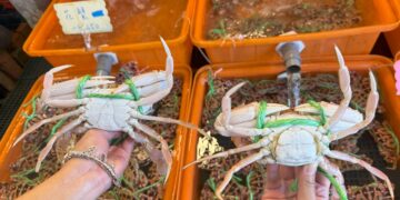 秋季品嚐萬里蟹好時節 新北市龜吼漁夫市集公開挑選鮮活螃蟹三招秘訣
