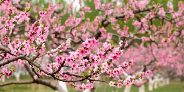 【客語文薈】 九月桃花開