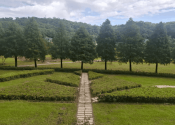 新北貢寮環保公園綠美化完工 打造落羽松圖騰小步道與繽紛花海