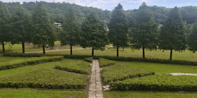 新北貢寮環保公園綠美化完工  打造落羽松圖騰小步道與繽紛花海