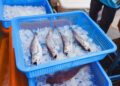 2026頭城鱻魚祭9月20日開港  食魚教育與海廢展同步亮相
