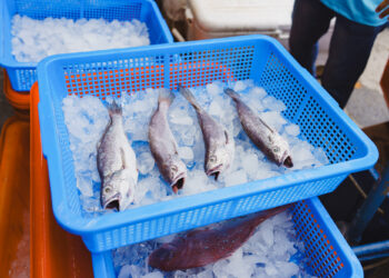 2026頭城鱻魚祭9月20日開港  食魚教育與海廢展同步亮相