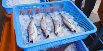 2026頭城鱻魚祭9月20日開港  食魚教育與海廢展同步亮相