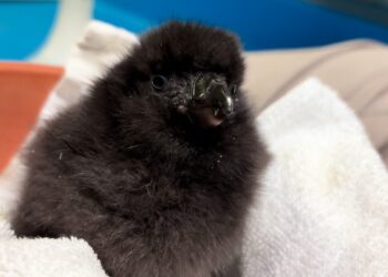 屏東海生館鳳頭海鸚鵡寶寶長大了！換毛下水學游泳　雙十連假帶孩子來學習當解說員
