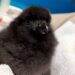 屏東海生館鳳頭海鸚鵡寶寶長大了!換毛下水學游泳 雙十連假帶孩子來學習當解說員