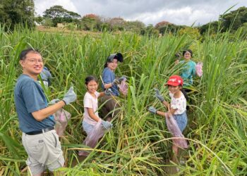秋季品嘗三芝茭白筍 新北市農業局與農會推一日體驗遊程