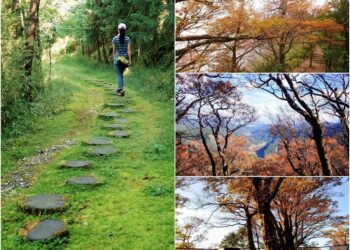 影音/台灣山毛櫸漸換新妝 太平山將現遊憩熱潮
