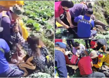 影音/農婦下田工作失足落崖 警消動員搶救結束驚魂記